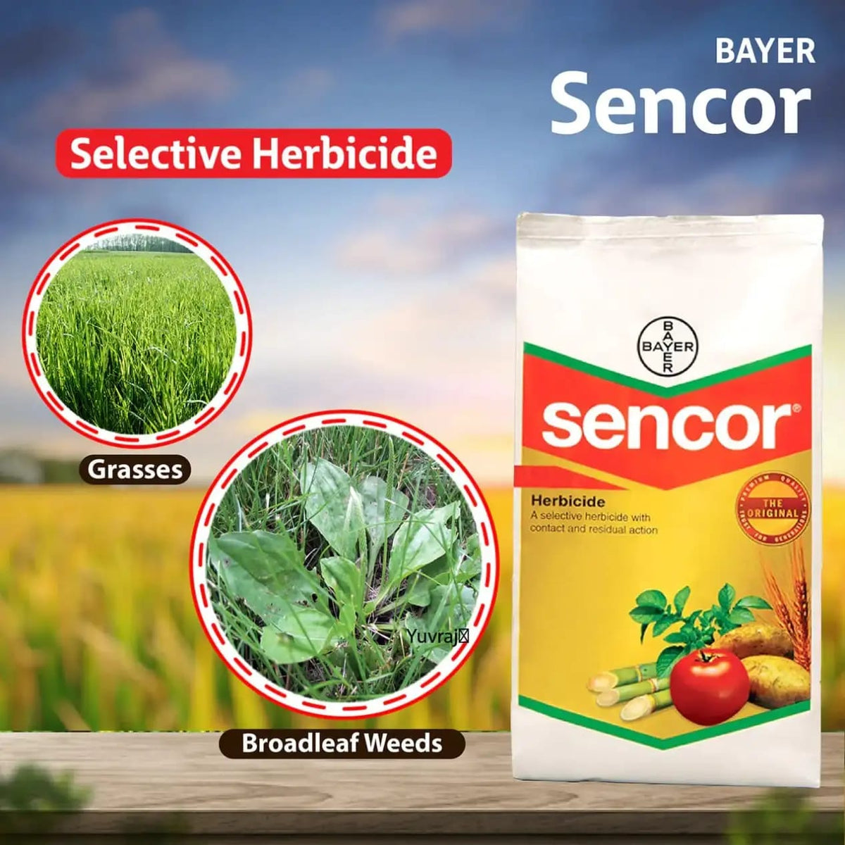 Bayer Sencor Herbicide with Metribuzin for effective control of broadleaf and grassy weeds in crops like potato and soybean with selective action