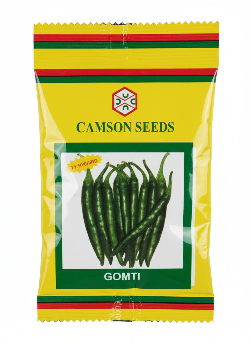 Camson Gomti F1 hybrid chilli seeds high yield spicy green mirchi variety for commercial farming India