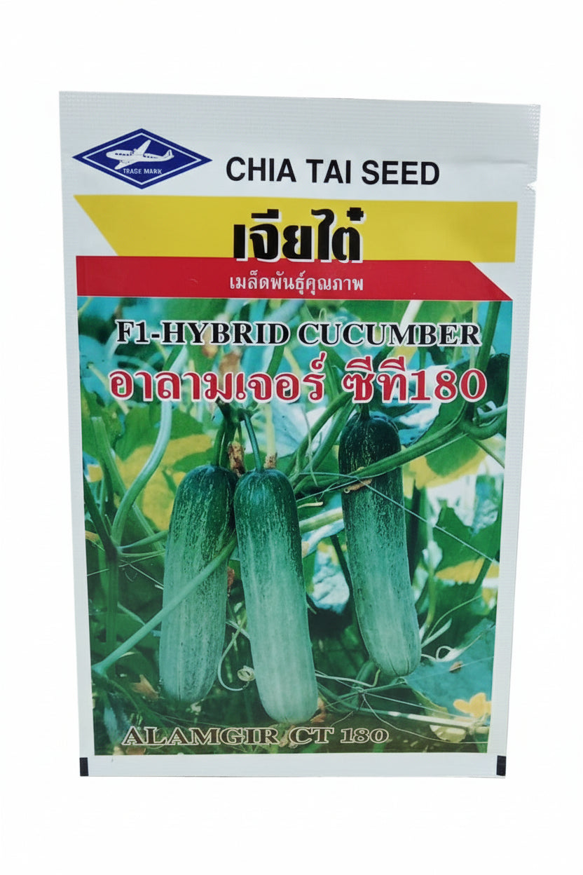 Chia Tai Alamgir CT 180 F1 hybrid cucumber seeds high yield premium green kheera variety for commercial farming India