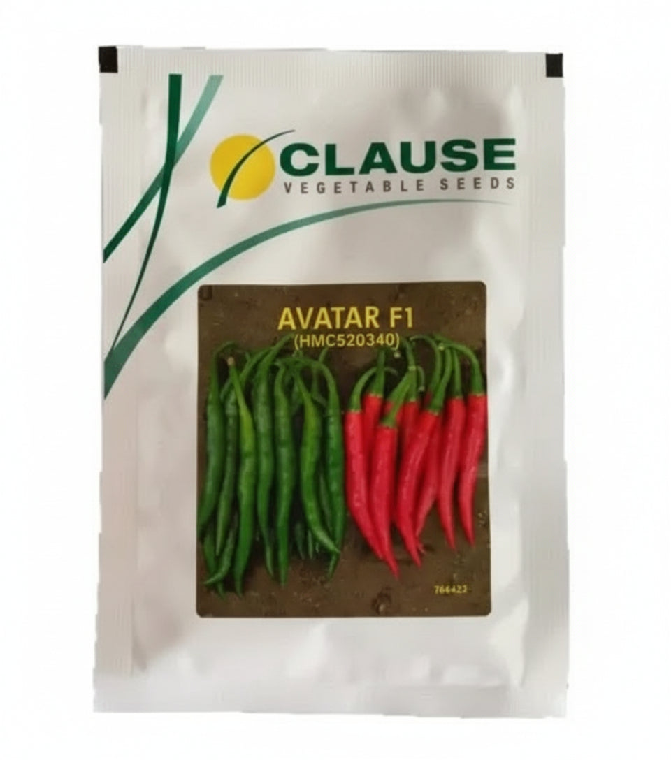 Clause Avatar F1 HMC 520340 chilli seeds high yield spicy green mirchi variety for commercial farming India