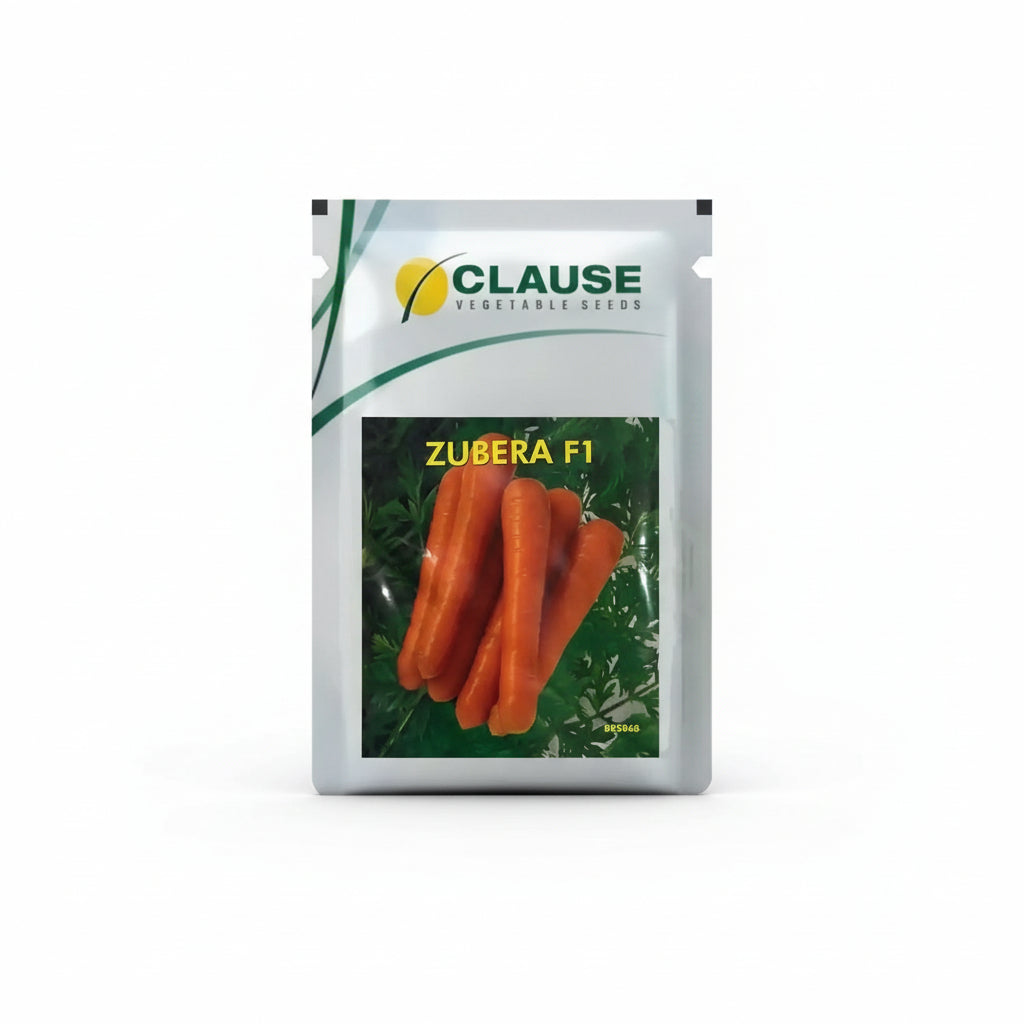 Clause Zubera F1 hybrid carrot seeds high yield red long smooth carrot seeds for farming and home gardening