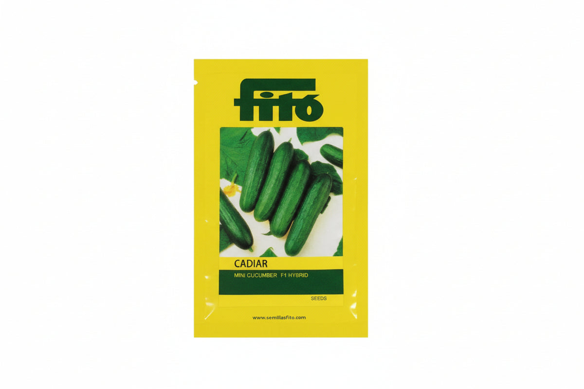 Fido Cadiar F1 hybrid cucumber seeds high yield premium green kheera variety for commercial farming India