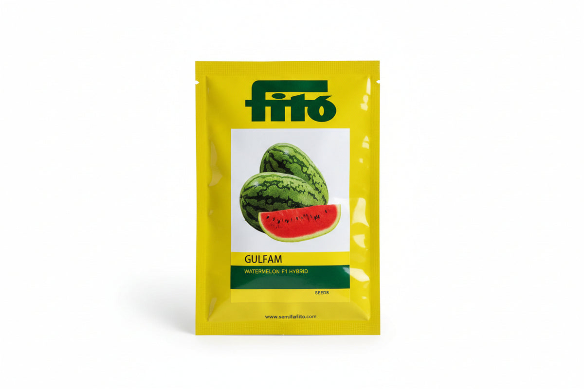 Fito Gulfam watermelon seeds F1 hybrid high yield sweet red flesh tarbooj variety for commercial farming India