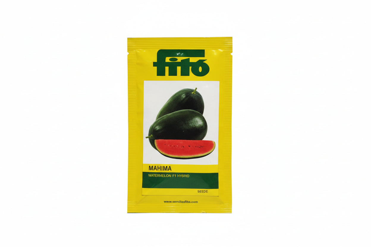 Fito Mahima watermelon seeds F1 hybrid high yield sweet red flesh tarbooj variety for commercial farming India