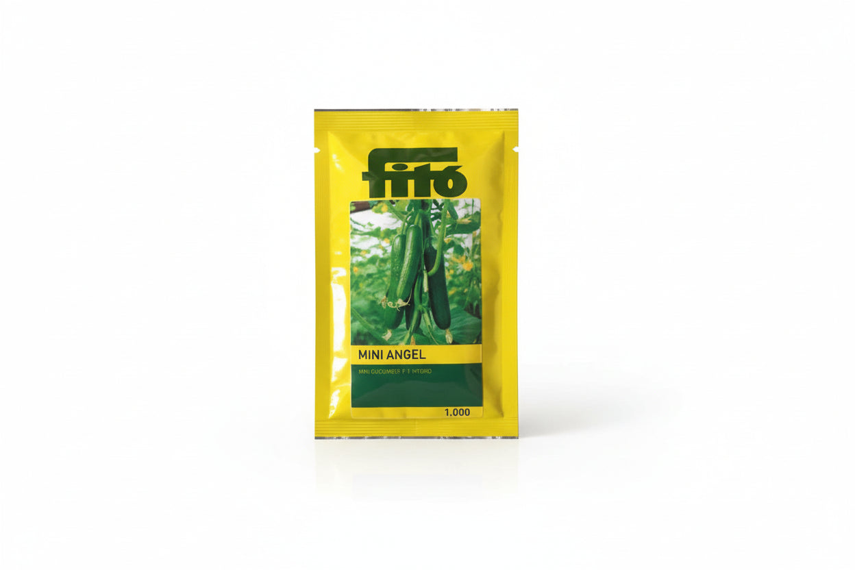Fito Mini Angel F1 hybrid baby cucumber seeds high yield small green kheera variety for premium farming India
