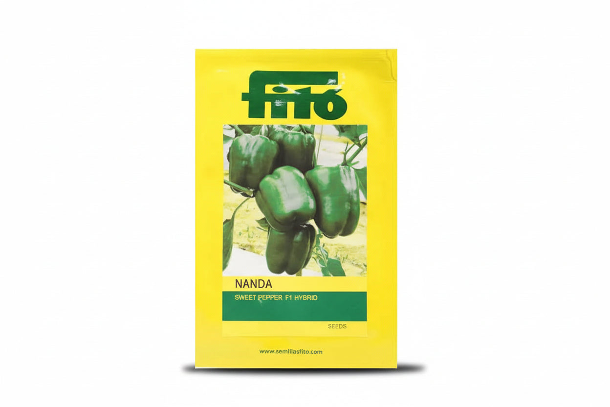 Fito Nanda sweet pepper seeds F1 hybrid high yield blocky capsicum variety for commercial farming and polyhouse cultivation India