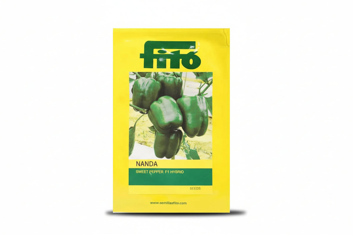 Fito Nanda sweet pepper seeds F1 hybrid high yield blocky capsicum variety for commercial farming and polyhouse cultivation India