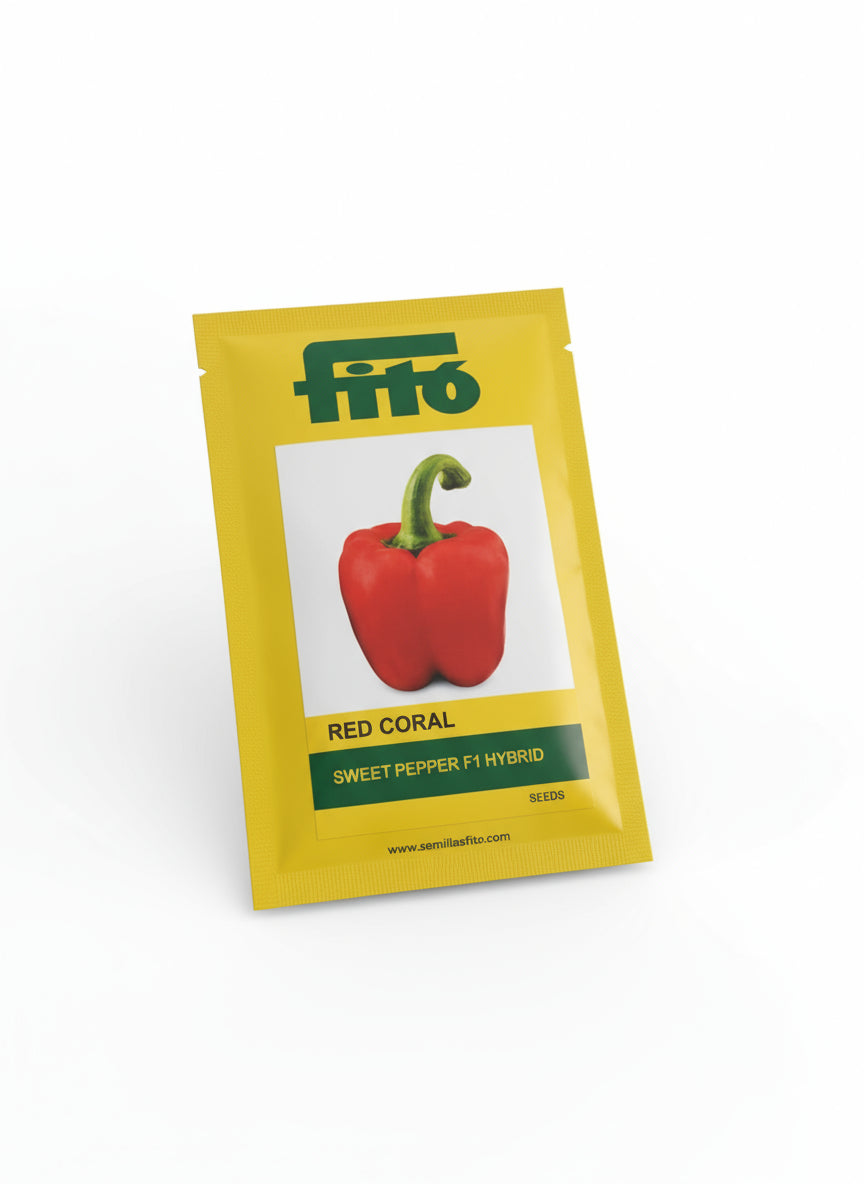 Fito Red Coral sweet pepper seeds F1 hybrid high yield bright red capsicum variety for polyhouse and commercial farming India