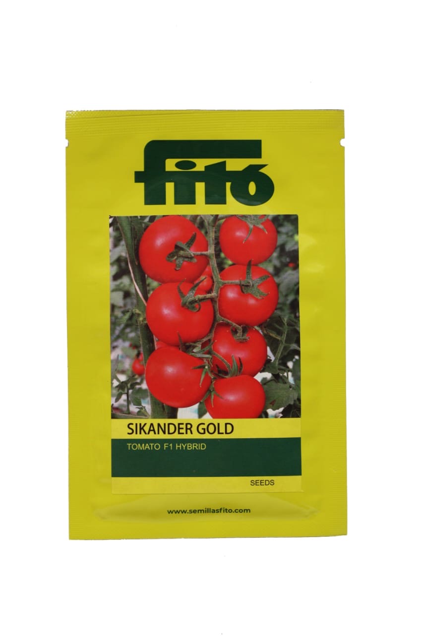 Fito Sikander Gold F1 hybrid tomato seeds high yield deep red firm tomato variety for commercial farming India