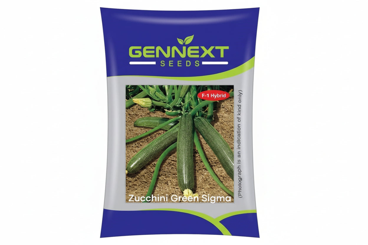 Gennext Green Sigma zucchini seeds F1 hybrid high yield dark green cylindrical zucchini variety for commercial farming and kitchen gardening India