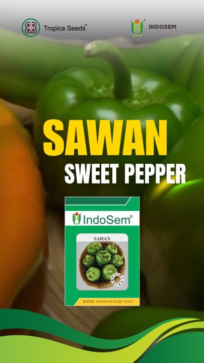 Indosem Sawan sweet pepper seeds F1 hybrid high yield blocky capsicum variety for polyhouse and commercial farming India