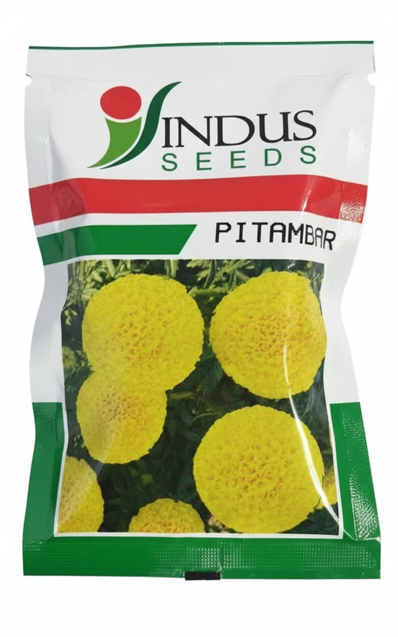 Indus Pitambar F1 hybrid marigold seeds high yield lemon yellow ball shaped genda flower seeds for farming and home gardening