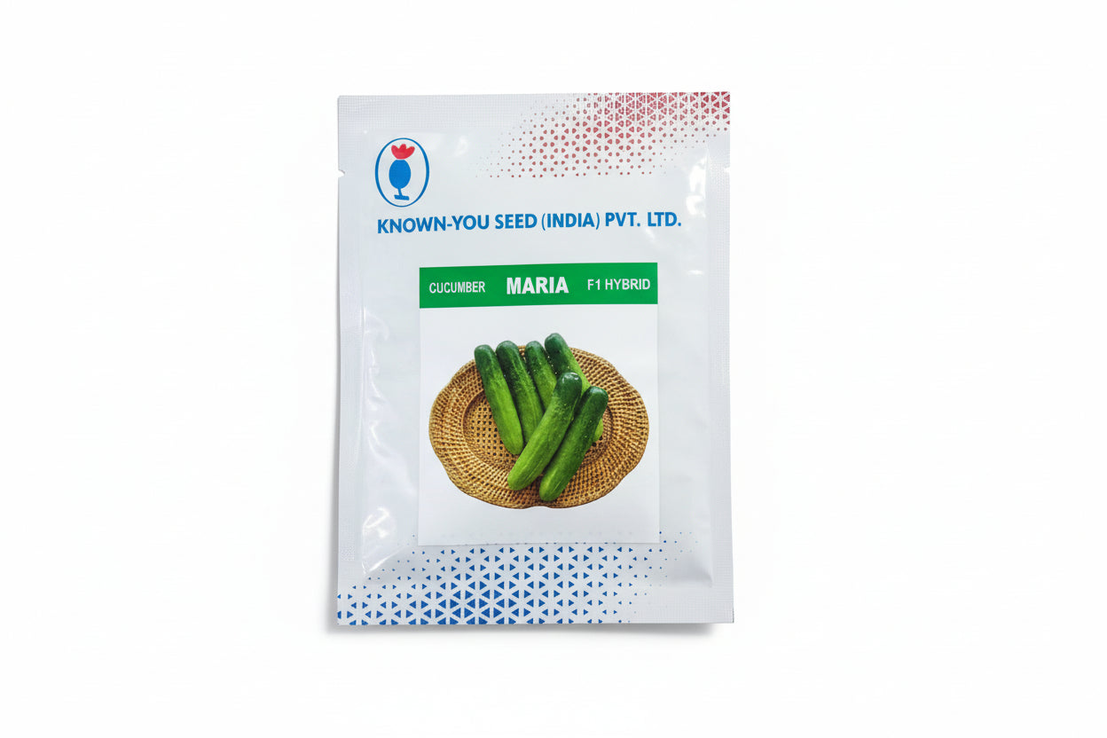 Known You Seed Maria F1 hybrid cucumber seeds high yield premium green kheera variety for commercial farming India