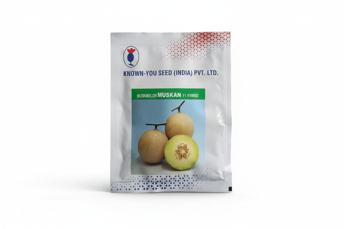 Known You Muskan muskmelon seeds high yield sweet aromatic kharbuja variety for commercial farming and kitchen gardening India