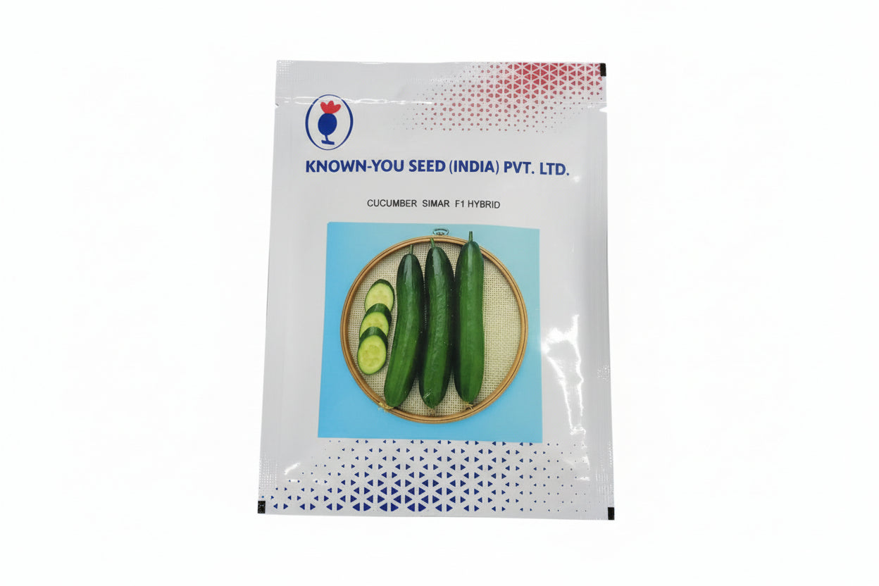 Known You Seed Simar F1 hybrid cucumber seeds high yield premium green kheera variety for commercial farming India