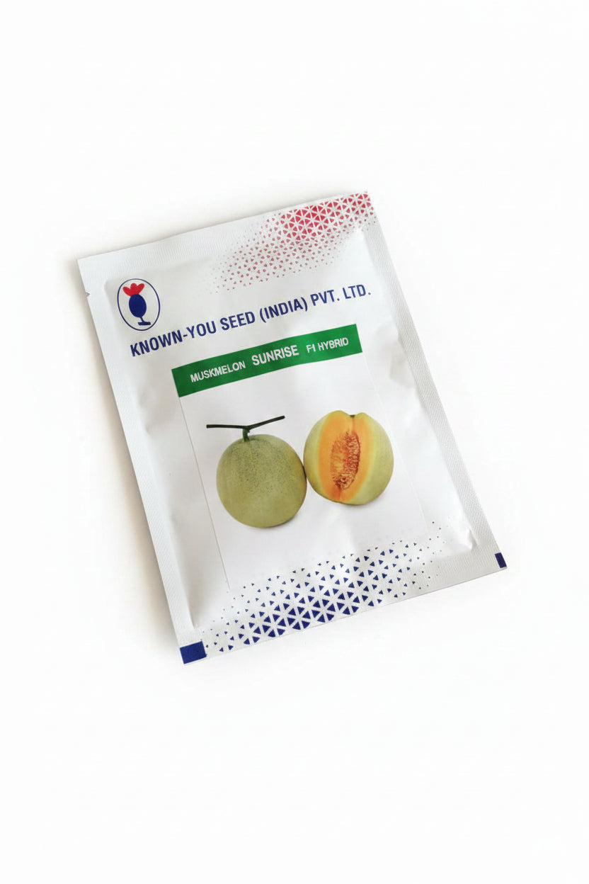 Known You Sunrise muskmelon seeds high yield sweet aromatic kharbuja variety for commercial farming and kitchen gardening India