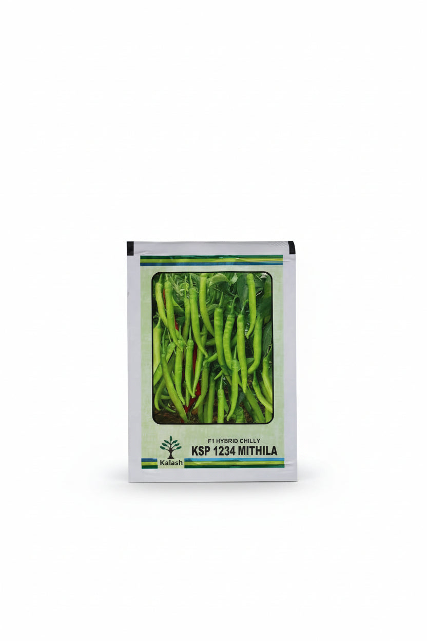 KSP 1234 Mithla F1 hybrid chilli seeds high yield spicy green mirchi variety for commercial farming India