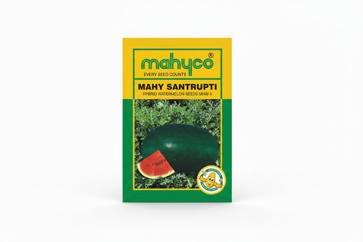 Mahyco Mahy Santrupti MHW 4 hybrid watermelon seeds high yield oblong blackish green rind red flesh tarbooz seeds for farming and home gardening