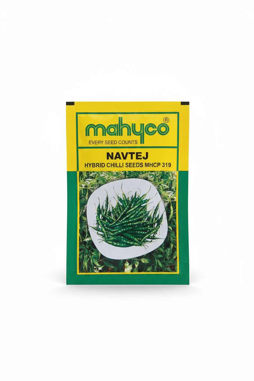 Mahyco Navtej MHCP 319 F1 hybrid chilli seeds high yield spicy green mirchi variety for commercial farming India