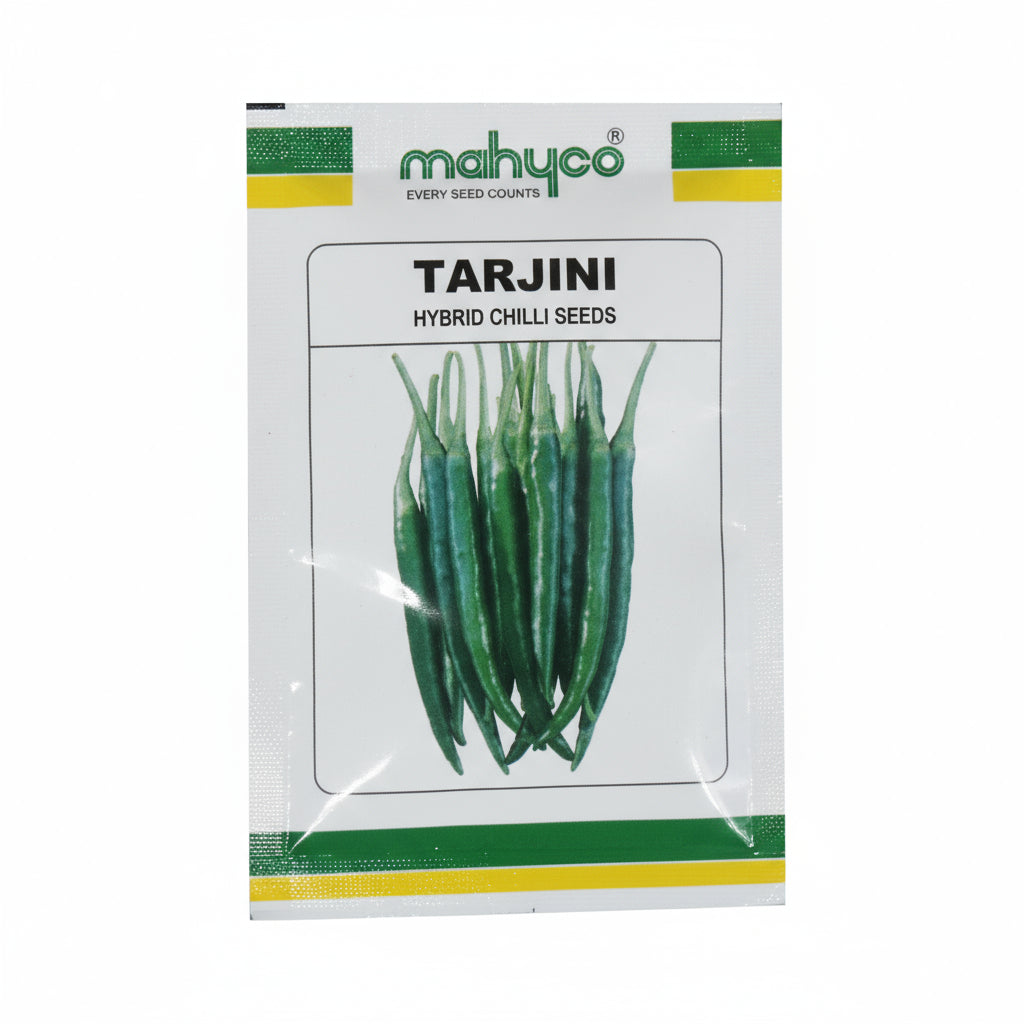 Mahyco Tarjini F1 hybrid chilli seeds high yield spicy green mirchi variety for commercial farming India