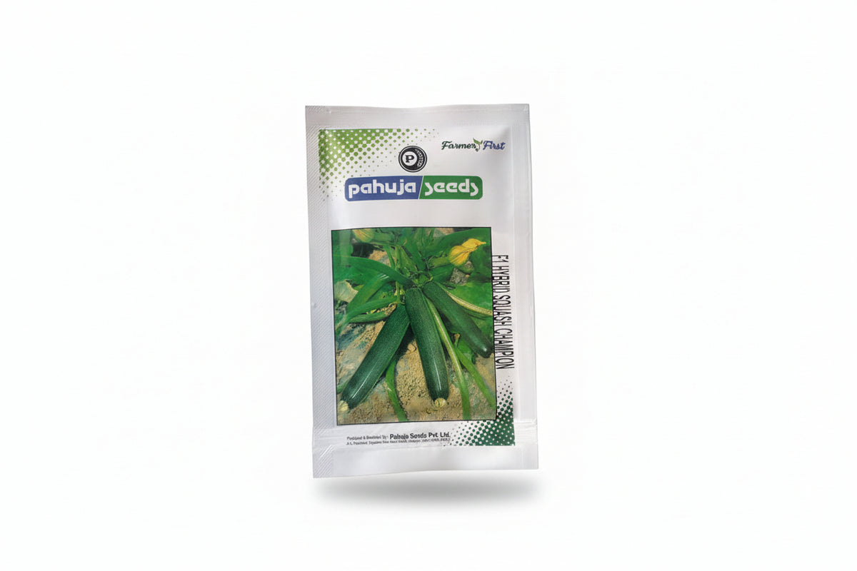 Pahuja Squash Champion seeds high yield cylindrical green squash variety for commercial farming and kitchen gardening India
