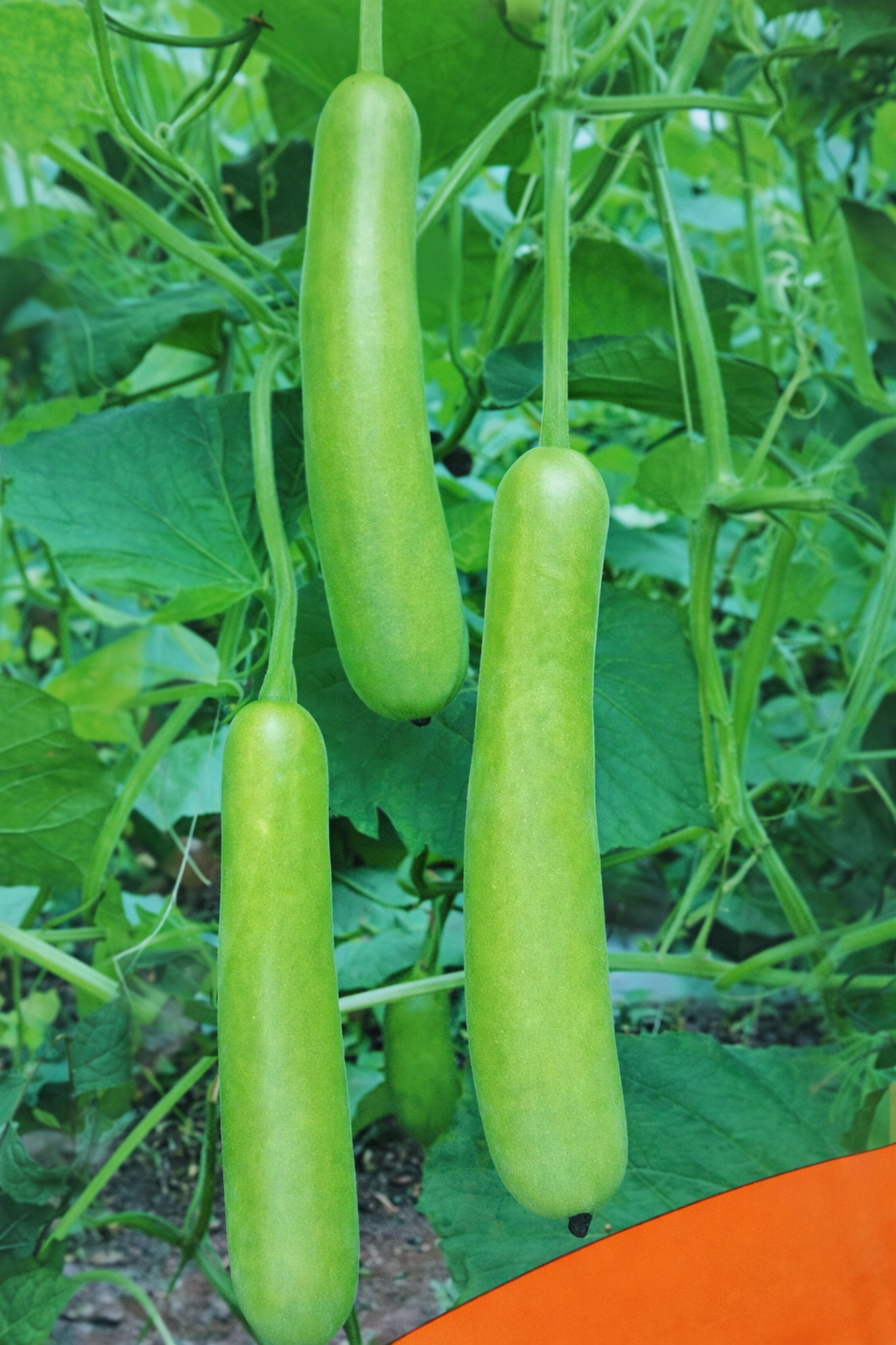 Raftar Bottle Gourd F1 Hybrid Seeds Close View