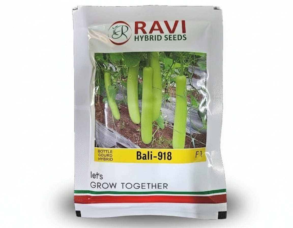 Ravi Bali 918 F1 hybrid bottle gourd seeds high yield lauki seeds for farming and kitchen garden