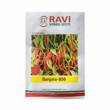 Ravi Banjara 856 F1 hybrid chilli seeds high yield spicy green mirchi variety for commercial farming India