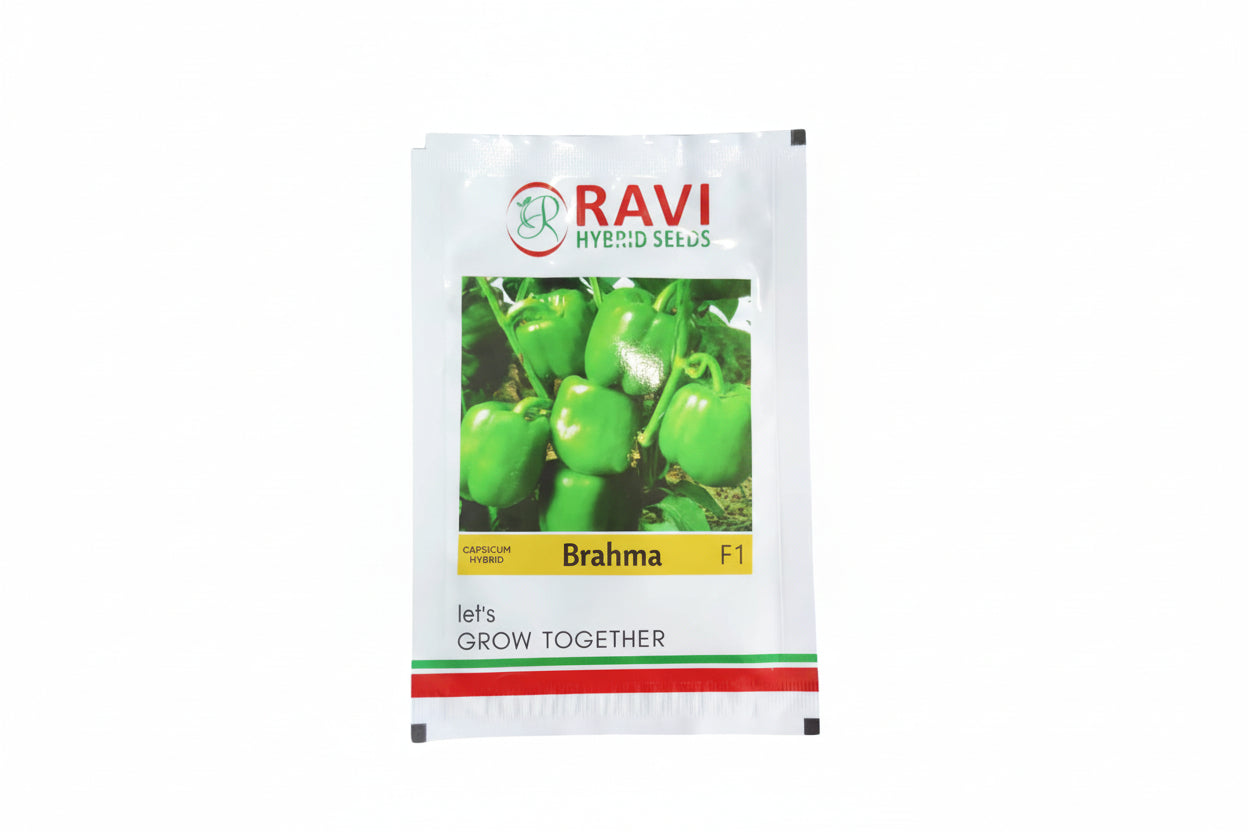 Ravi Brahma hybrid capsicum seeds F1 high yield blocky sweet pepper variety for polyhouse and commercial farming India