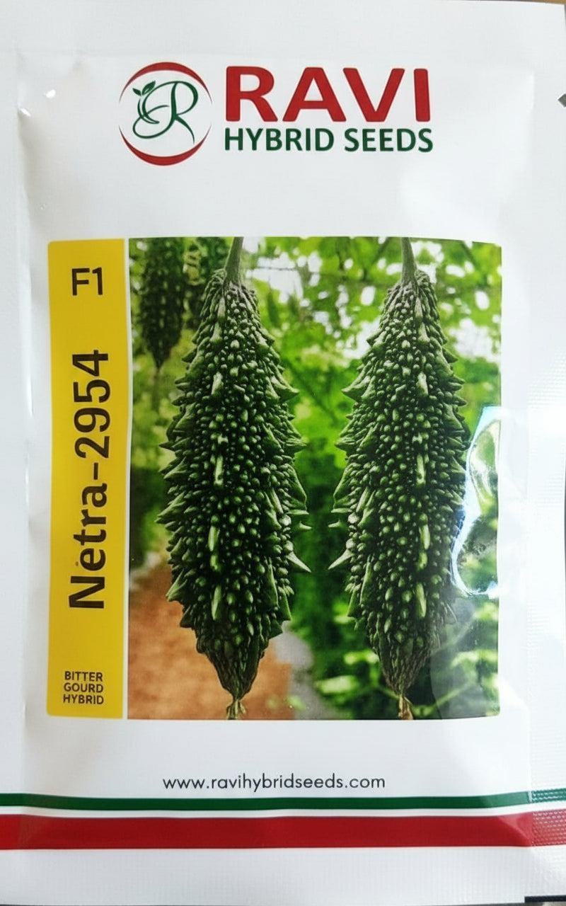 Ravi Netra 2954 bitter gourd seeds producing dark green uniform high yield karela fruits suitable for commercial farming