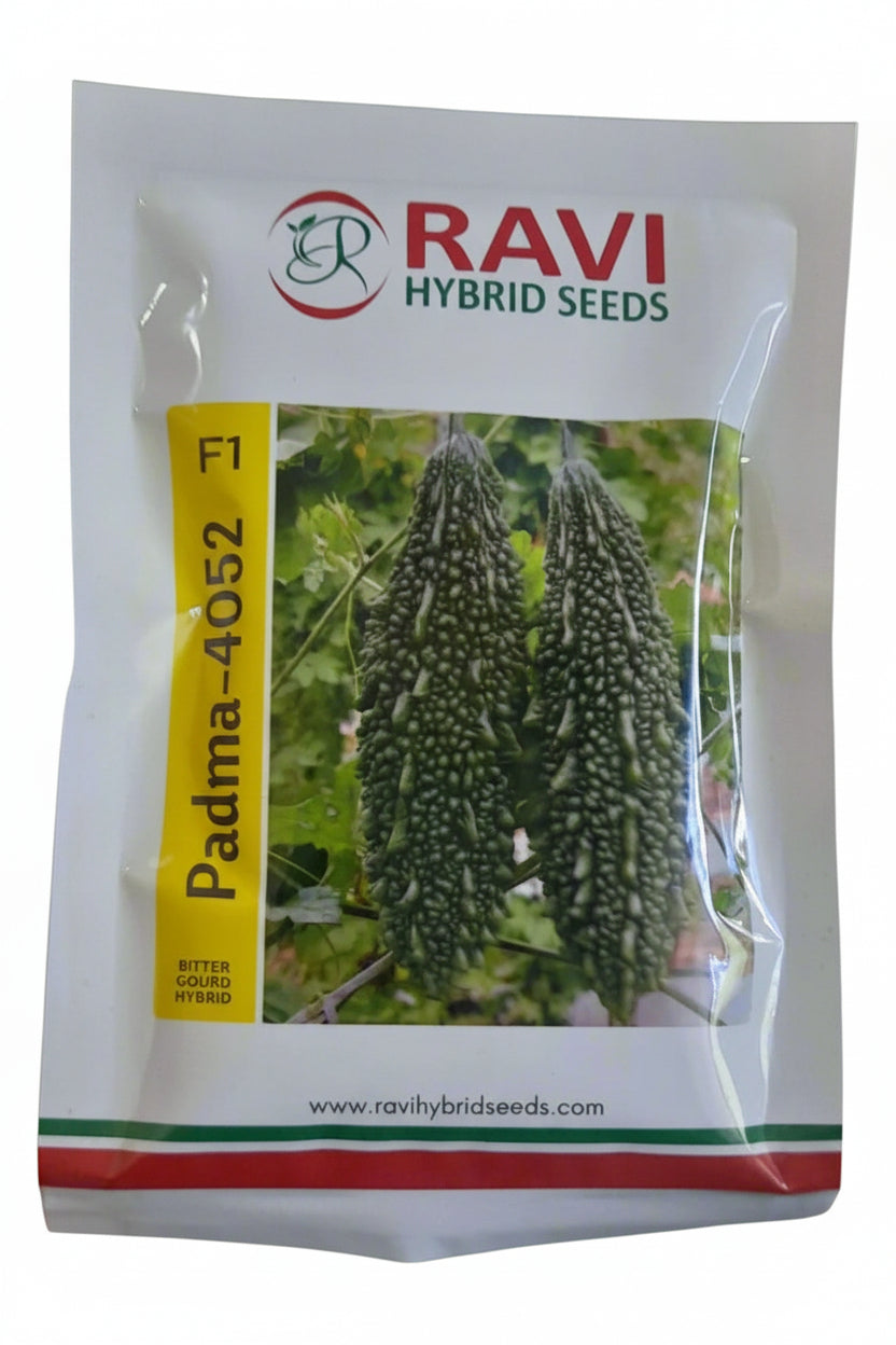 Ravi Padma 4052 bitter gourd seeds producing dark green uniform high yield karela fruits suitable for commercial farming