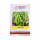 Ravi RHS 365 F1 hybrid chilli seeds high yield spicy green mirchi variety for commercial farming India