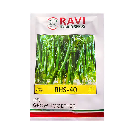 Ravi RHS 40 F1 hybrid chilli seeds high yield spicy green mirchi variety for commercial farming India