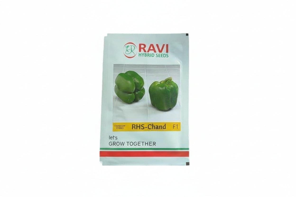 Ravi RHS-Chand capsicum seeds F1 hybrid high yield blocky sweet pepper variety for commercial farming and polyhouse cultivation India