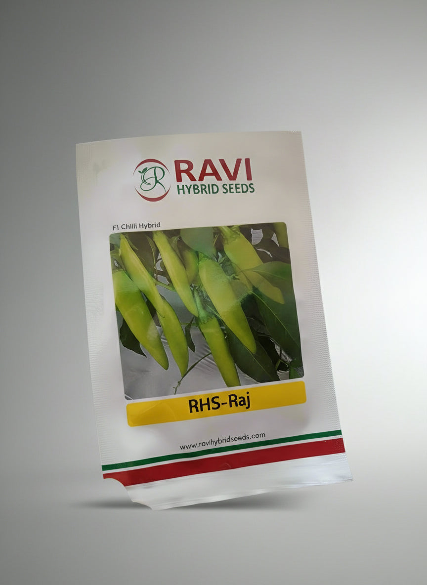 Ravi RHS Raj F1 hybrid chilli seeds high yield spicy green mirchi variety for commercial farming India