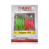 Ravi Sangam 858 F1 hybrid chilli seeds high yield spicy green mirchi variety for commercial farming India