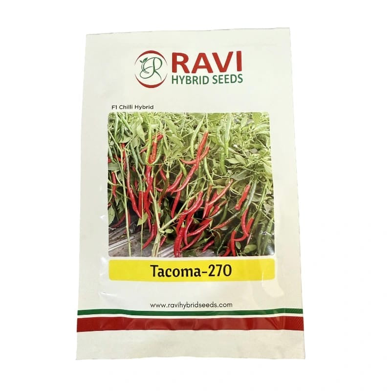 Ravi Tacoma 270 F1 hybrid chilli seeds high yield spicy green mirchi variety for commercial farming India