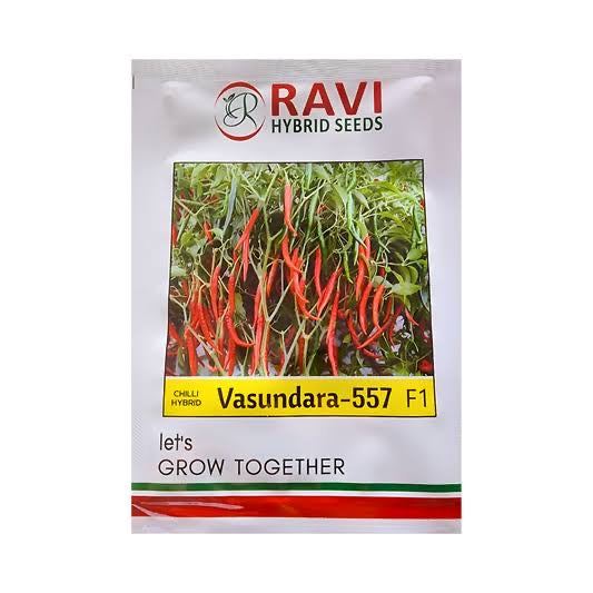 Ravi Vasundra 557 F1 hybrid chilli seeds high yield spicy green mirchi variety for commercial farming India