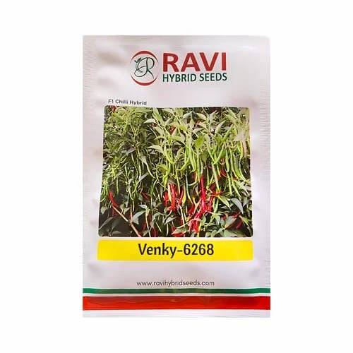 Ravi Venky 6268 F1 hybrid chilli seeds high yield spicy green mirchi variety for commercial farming India