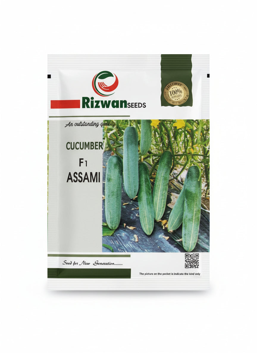 Rizwan Assami F1 hybrid cucumber seeds high yield premium green kheera variety for commercial farming India