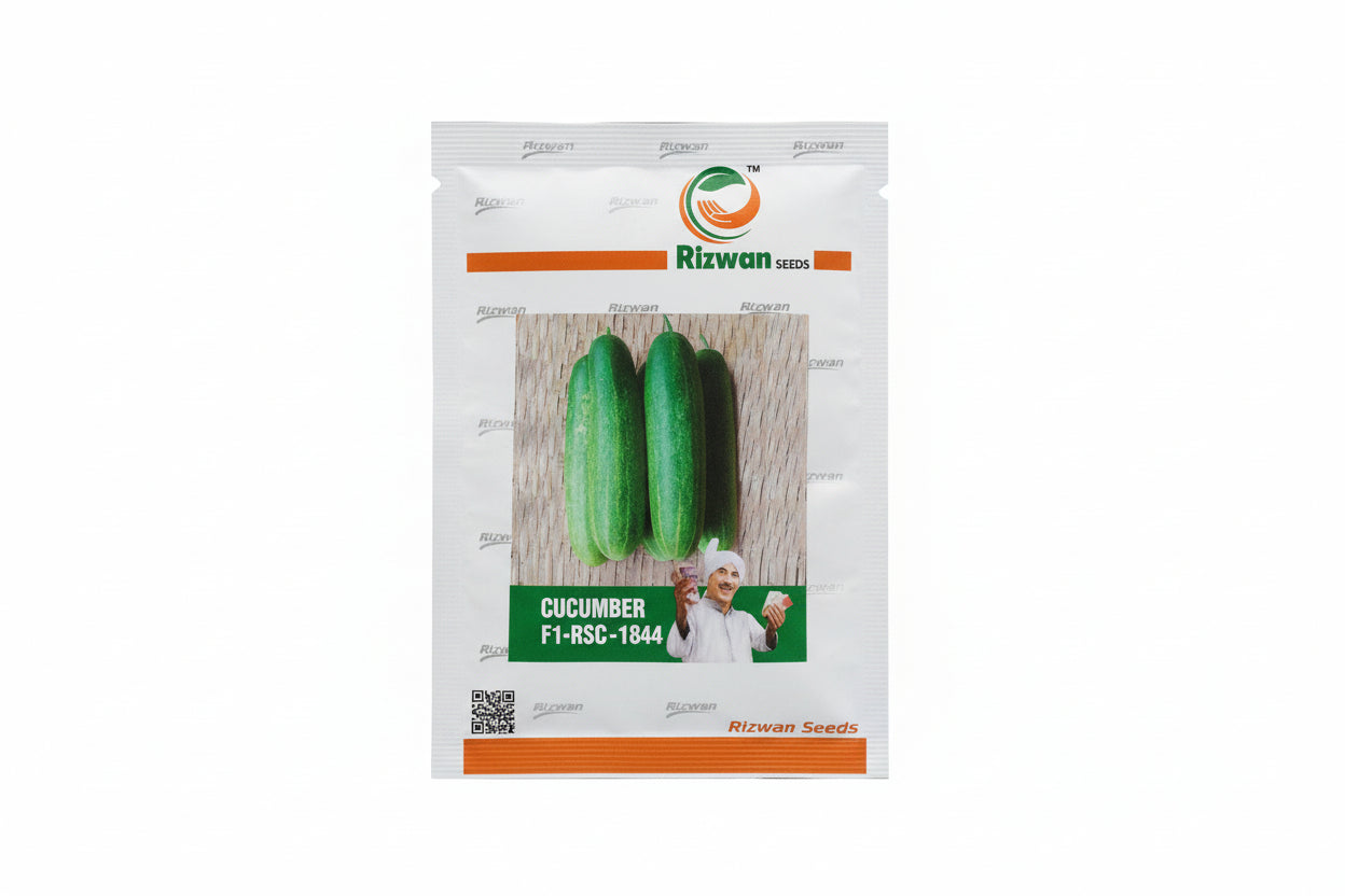 Rizwan RSC 1844 F1 hybrid cucumber seeds high yield premium green kheera variety for commercial farming India