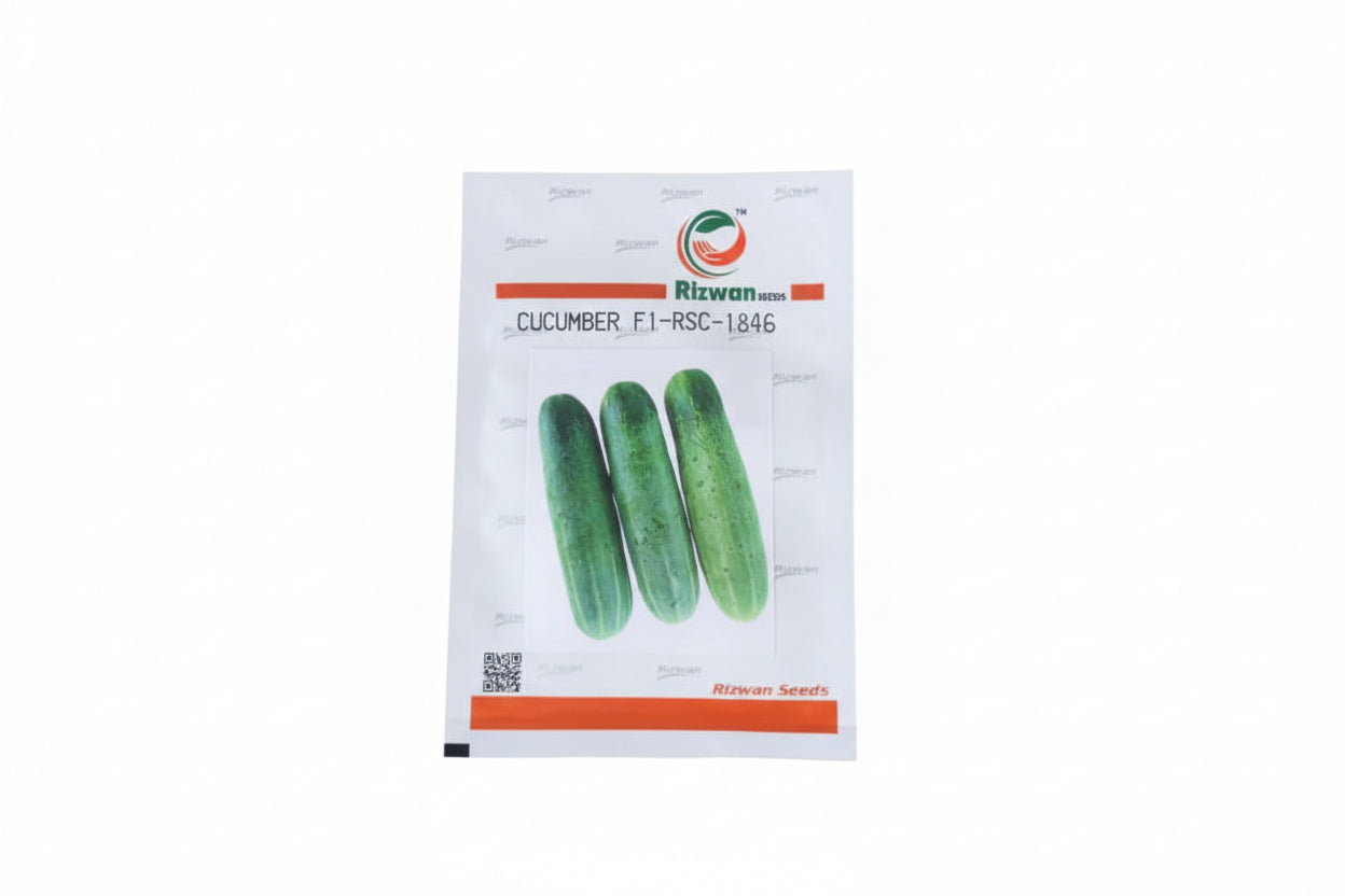 Rizwan RSC 1846 F1 hybrid cucumber seeds high yield premium green kheera variety for commercial farming India