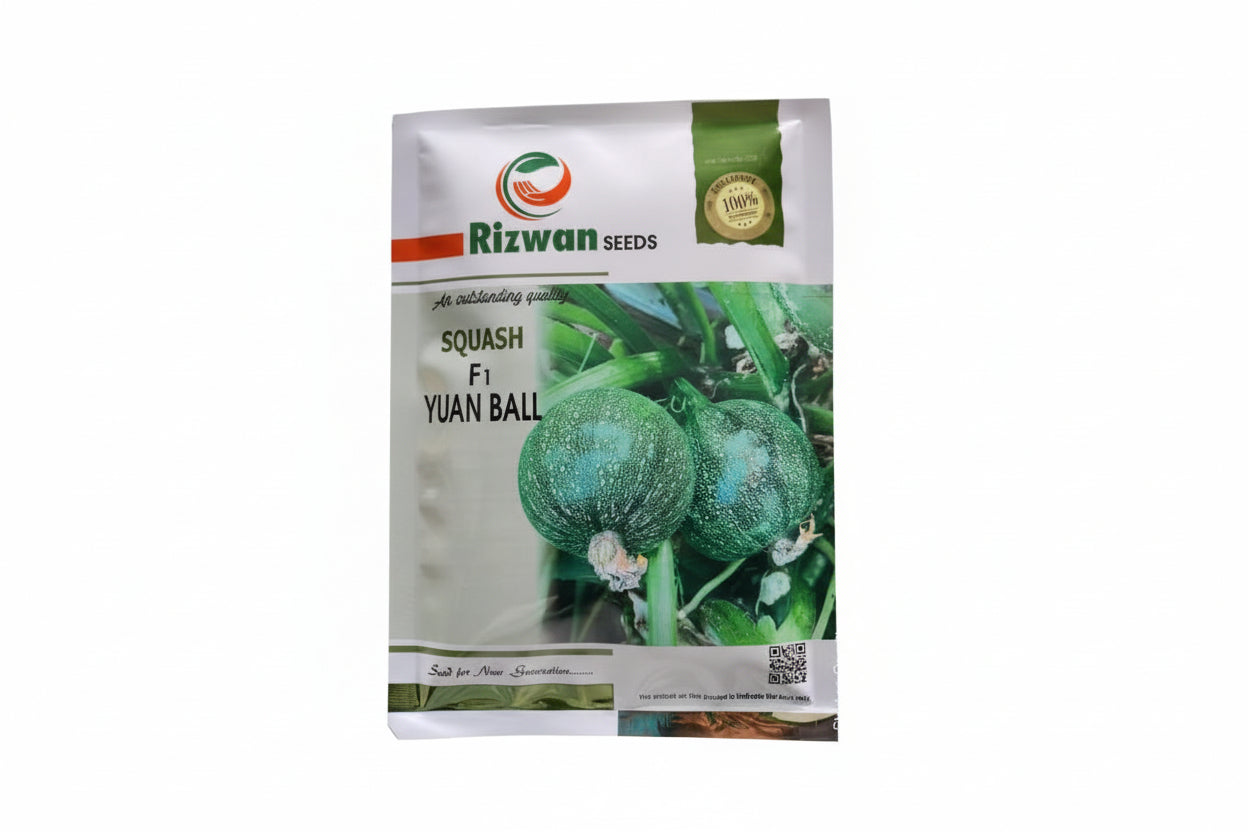 Rizwan Yuan Ball squash seeds high yield round light green squash variety for commercial farming and kitchen gardening India