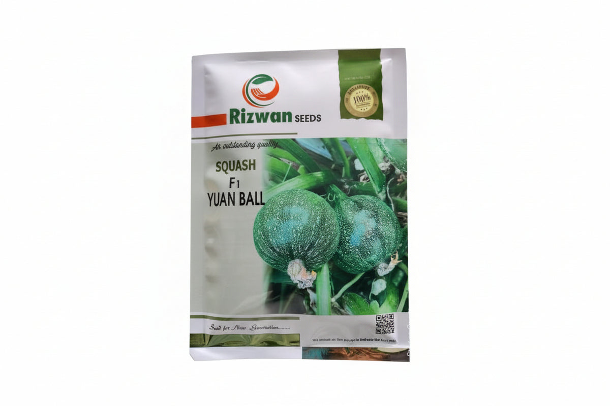 Rizwan Yuan Ball squash seeds high yield round light green squash variety for commercial farming and kitchen gardening India