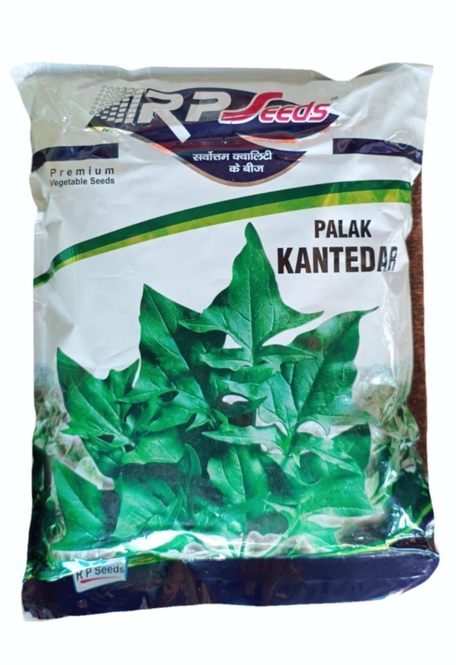 RP Palak Kantedar seeds high yield dark green desi spinach variety for commercial farming and kitchen gardening India