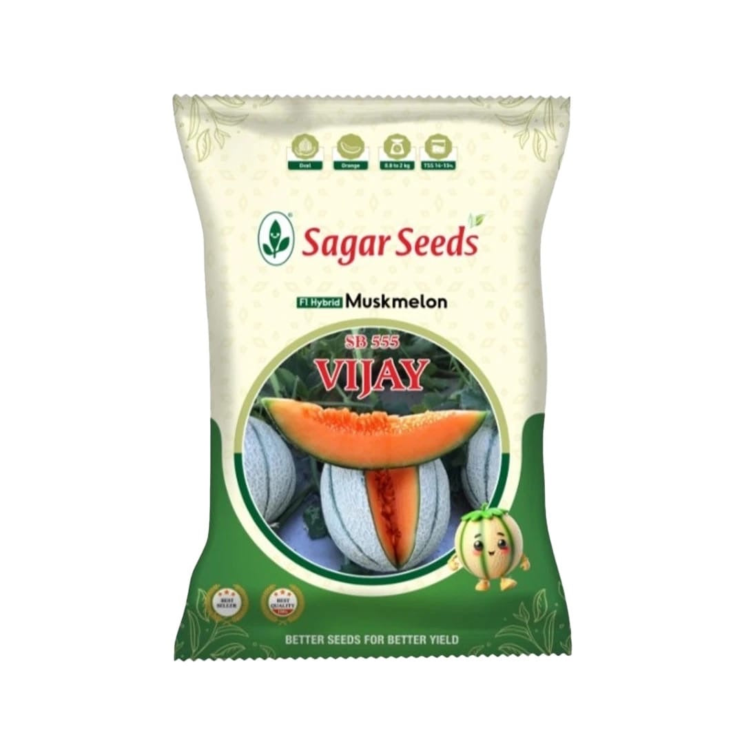 Sagar Seeds Vijay muskmelon seeds high yield sweet aromatic kharbuja variety for commercial farming and kitchen gardening India