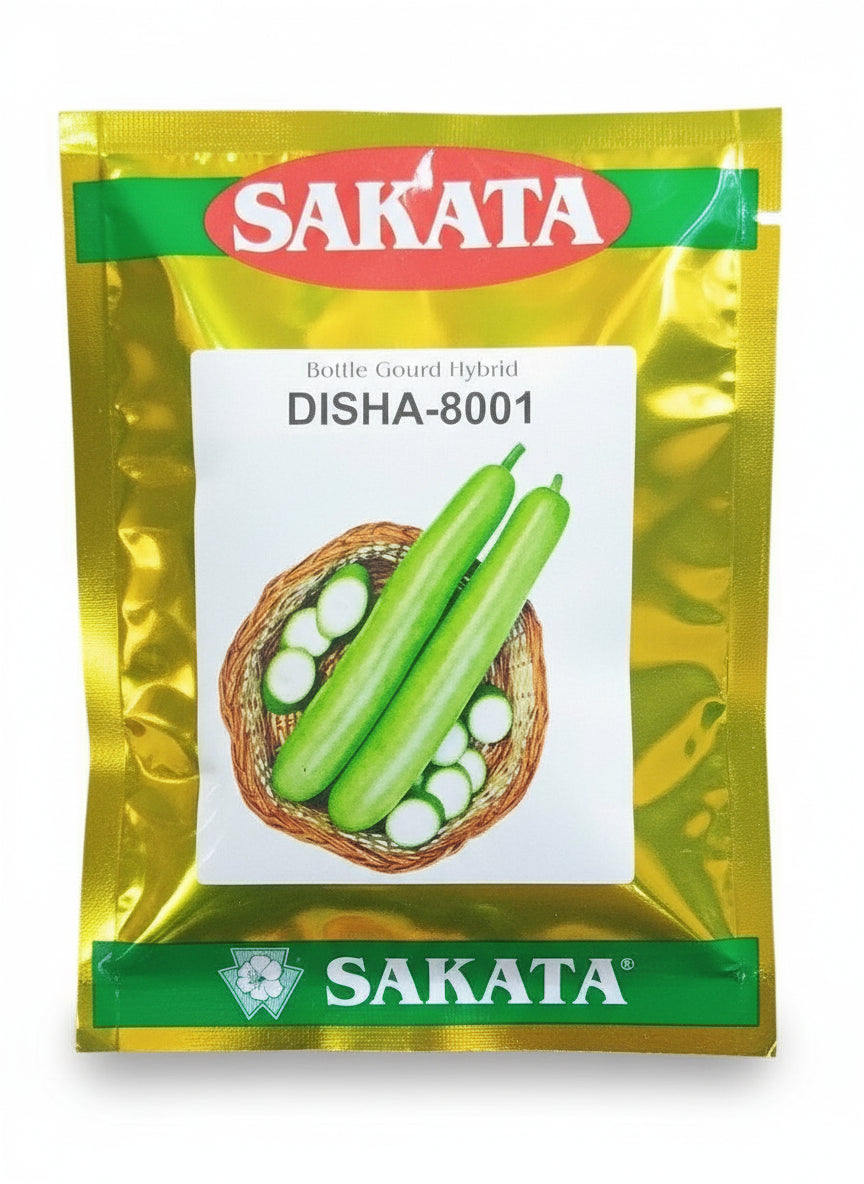 Sakata Disha 8001 bottle gourd seeds high yield hybrid lauki seeds for farming in India