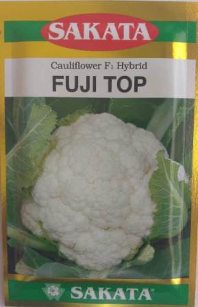 Sakata Fuji Top F1 cauliflower seeds producing white compact curds high yield hybrid gobhi seeds for farming and home gardening