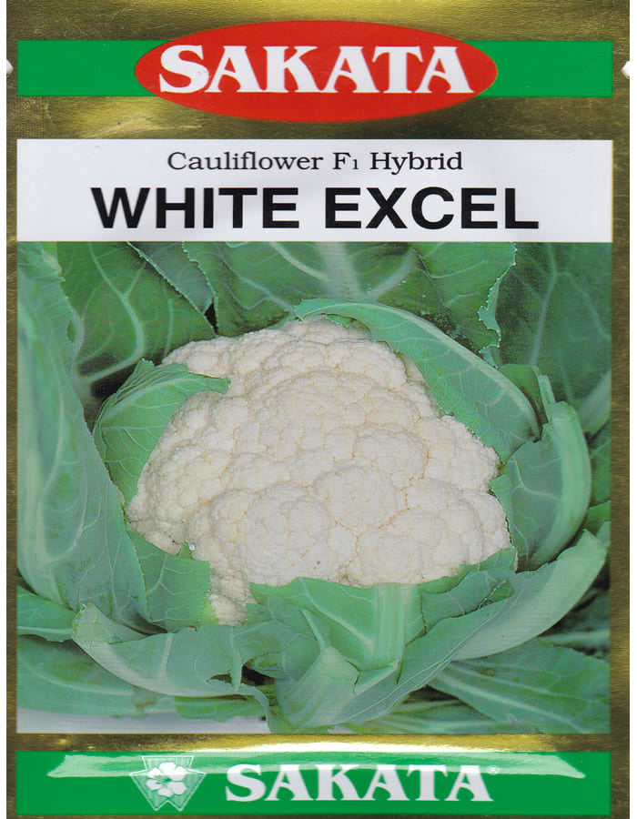 Sakata White Excel F1 hybrid cauliflower seeds high yield snow white dome shaped gobhi seeds for farming and home gardening