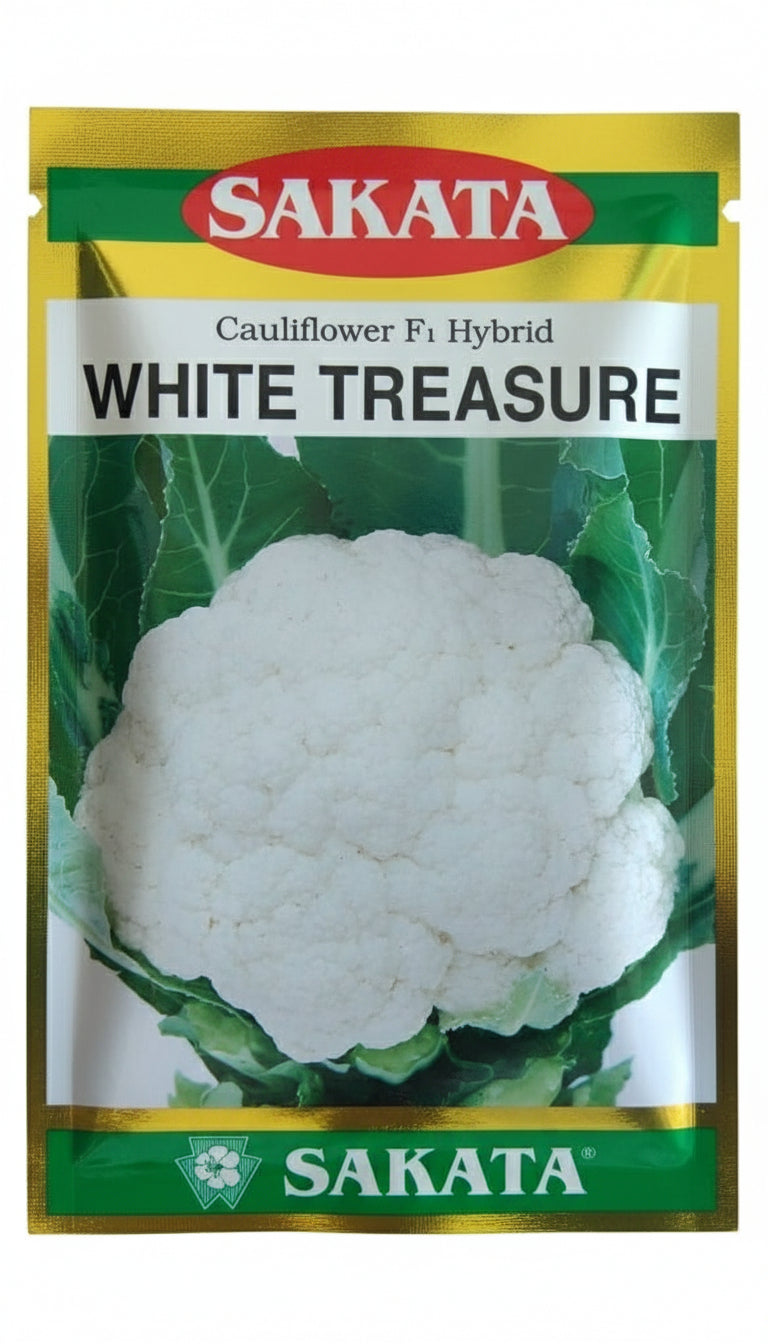 Sakata White Treasure F1 hybrid cauliflower seeds producing snow white compact curds high yield gobhi seeds for farming and gardening